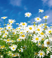 dimex daisies Fotomural Tejido No Tejido 225x250cm 3 Tiras 75fa507e cef5 4ac1 aee8 62d6df876926 | Yourdecoration.es