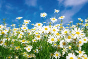 dimex daisies Fotomural Tejido No Tejido 375x250cm 5 Tiras a0c33e48 4cd8 4b14 870f d207bb1e6a37 | Yourdecoration.es