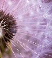 dimex dandelion Fotomural Tejido No Tejido 225x250cm 3 Tiras 2d565411 e0aa 4505 8d0d 86ba3e490ec7 | Yourdecoration.es