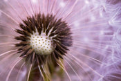 dimex dandelion Fotomural Tejido No Tejido 375x250cm 5 Tiras eaa88235 2668 4aa4 8e3f 19e0ec0ea0c2 | Yourdecoration.es