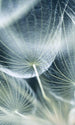 dimex dandelion macro Fotomural Tejido No Tejido 150x250cm 2 Tiras 51c1e9ba 1b5b 45c0 89d3 df472024b5ba | Yourdecoration.es