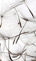 dimex dandelion seeds Fotomural Tejido No Tejido 150x250cm 2 Tiras d351309a 5dc4 472c 8644 14f9f9a3598d | Yourdecoration.es