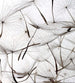 dimex dandelion seeds Fotomural Tejido No Tejido 225x250cm 3 Tiras 22520c86 8ec9 4c59 988b 8ac1d9ec36ce | Yourdecoration.es