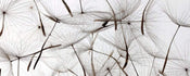 dimex dandelion seeds Fotomural Tejido No Tejido 375x150cm 5 Tiras 7ba78c4b 7303 4421 88f0 bb8eac056091 | Yourdecoration.es