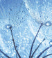 dimex dandelion water drops Fotomural Tejido No Tejido 225x250cm 3 Tiras 2e783693 6e04 497b 951a 12a9679d06b2 | Yourdecoration.es