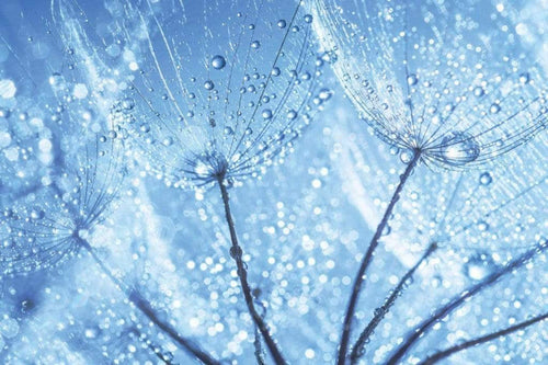 dimex dandelion water drops Fotomural Tejido No Tejido 375x250cm 5 Tiras 33aa44e7 7699 46e8 b675 86d86be5ee70 | Yourdecoration.es