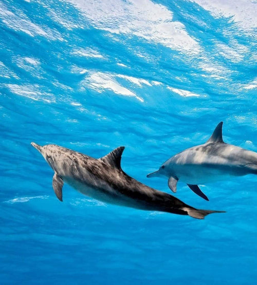 dimex dolphins Fotomural Tejido No Tejido 225x250cm 3 Tiras 71300d87 0dca 45a2 9328 1c1c4ef2eef7 | Yourdecoration.es