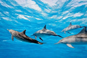 dimex dolphins Fotomural Tejido No Tejido 375x250cm 5 Tiras 8f3e88a7 07df 4333 a668 ab9eed3f32bf | Yourdecoration.es