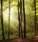 dimex forest Fotomural Tejido No Tejido 225x250cm 3 Tiras ba688ceb 58fa 4df4 89d1 404c4fd94440 | Yourdecoration.es