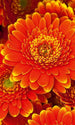 dimex gerbera Fotomural Tejido No Tejido 150x250cm 2 Tiras 7ce02588 e13e 4f8f 81e5 954d832089a9 | Yourdecoration.es