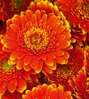 dimex gerbera Fotomural Tejido No Tejido 225x250cm 3 Tiras cd6c823c e85c 43c4 a536 b74705aed68c | Yourdecoration.es