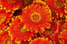 dimex gerbera Fotomural Tejido No Tejido 375x250cm 5 Tiras 5f39651d 4dcd 4851 94e8 f35f6f90a5ef | Yourdecoration.es