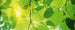 dimex green leaves Fotomural Tejido No Tejido 375x150cm 5 Tiras afd07b17 8405 49d5 9200 36f858b074a3 | Yourdecoration.es