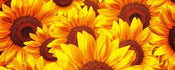 dimex helianthus Fotomural Tejido No Tejido 375x150cm 5 Tiras 47ff764e 47cd 4fdd b249 43e175af2aff | Yourdecoration.es