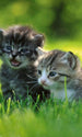 dimex kittens Fotomural Tejido No Tejido 150x250cm 2 Tiras 284af07e 8dff 4758 9596 e2fdb82c2eb0 | Yourdecoration.es