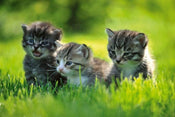 dimex kittens Fotomural Tejido No Tejido 375x250cm 5 Tiras 1ff76d19 4c09 450c 925d 9dd55575bef8 | Yourdecoration.es