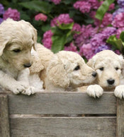 dimex labrador puppies Fotomural Tejido No Tejido 225x250cm 3 Tiras 0b094903 bb82 4dc7 84ab e241cf4855f6 | Yourdecoration.es