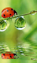 dimex ladybird Fotomural Tejido No Tejido 150x250cm 2 Tiras 7cc07afd b531 4365 8d8f 44d49123f5c7 | Yourdecoration.es