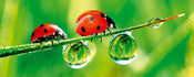 dimex ladybird Fotomural Tejido No Tejido 375x150cm 5 Tiras 31370850 9f3a 4a2f 94a5 f696a0605fd1 | Yourdecoration.es