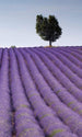 dimex lavender field Fotomural Tejido No Tejido 150x250cm 2 Tiras | Yourdecoration.es