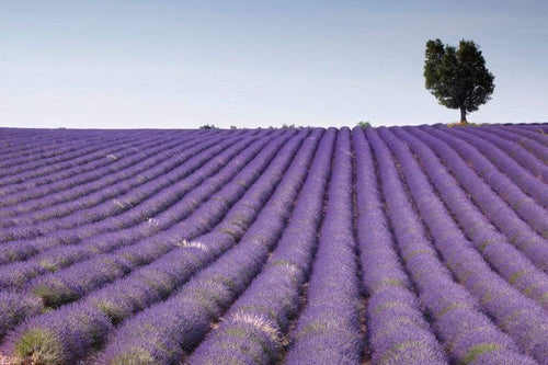 dimex lavender field Fotomural Tejido No Tejido 375x250cm 5 Tiras b7f55b6a 4bd1 4f07 b6e3 719aed943d1c | Yourdecoration.es