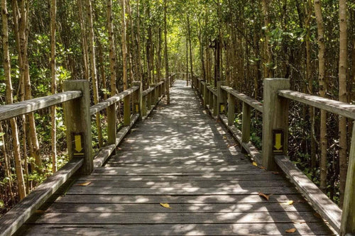 dimex mangrove forest Fotomural Tejido No Tejido 375x250cm 5 Tiras 2736fc4c 2193 4c4a a378 cca12e69e5f3 | Yourdecoration.es