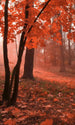 dimex misty forest Fotomural Tejido No Tejido 150x250cm 2 Tiras f80c9a05 0be5 4125 b83c 93787f901ad9 | Yourdecoration.es