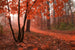 dimex misty forest Fotomural Tejido No Tejido 375x250cm 5 Tiras cc22e7aa 64dd 4a8c b092 7184348e96d8 | Yourdecoration.es