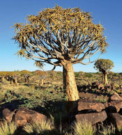 dimex namibia Fotomural Tejido No Tejido 225x250cm 3 Tiras c75b1b94 4c0b 47e9 a711 449d6ff636f0 | Yourdecoration.es