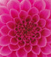 dimex pink dahlia Fotomural Tejido No Tejido 225x250cm 3 Tiras 2b9e0bd5 1307 4439 aedd d1a4869a2987 | Yourdecoration.es