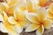 dimex plumeria Fotomural Tejido No Tejido 375x250cm 5 Tiras 053ed720 beba 49d0 8ff9 388fa29b2772 | Yourdecoration.es