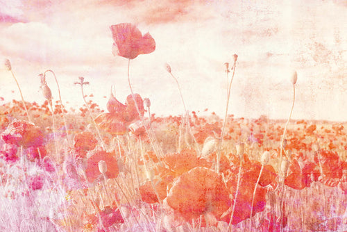 dimex poppies abstract Fotomural Tejido No Tejido 375x250cm 5 Tiras | Yourdecoration.es