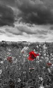 dimex poppies black Fotomural Tejido No Tejido 150x250cm 2 Tiras d31373b2 c91c 429b b99b e69739ca194f | Yourdecoration.es