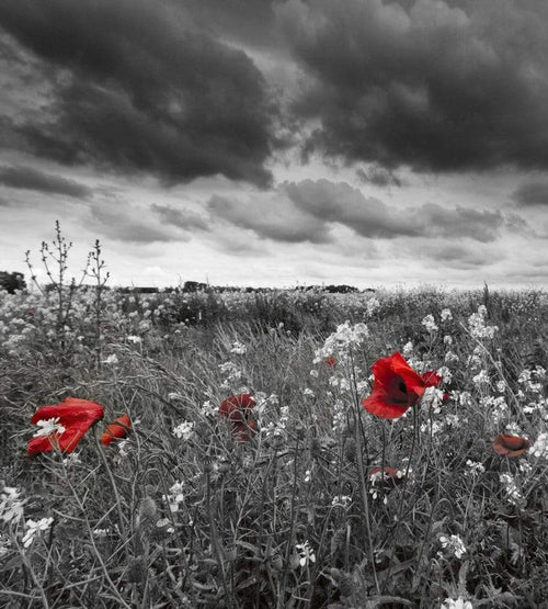 dimex poppies black Fotomural Tejido No Tejido 225x250cm 3 Tiras 4106ab6b ffda 4e29 a254 147c7b1f4c54 | Yourdecoration.es