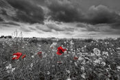 dimex poppies black Fotomural Tejido No Tejido 375x250cm 5 Tiras 956fad69 0614 4a62 b1a5 fdf5b86bcfe7 | Yourdecoration.es