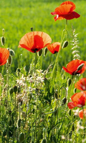 dimex poppy field Fotomural Tejido No Tejido 150x250cm 2 Tiras dc4426ab b5eb 4a37 9132 bda2b557f60c | Yourdecoration.es