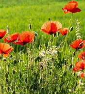 dimex poppy field Fotomural Tejido No Tejido 225x250cm 3 Tiras c64d6f2d d0b0 4d14 b1b0 fb9f6a77e0fd | Yourdecoration.es