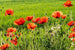 dimex poppy field Fotomural Tejido No Tejido 375x250cm 5 Tiras 0507a3fa 71e7 4a5b ac59 fb4aeedf6b9c | Yourdecoration.es