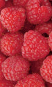 dimex raspberry Fotomural Tejido No Tejido 150x250cm 2 Tiras af2160d1 4fe1 4c68 8f55 2ea80876d60a | Yourdecoration.es