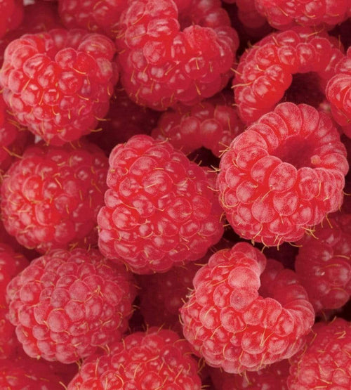 dimex raspberry Fotomural Tejido No Tejido 225x250cm 3 Tiras e9c0e336 ceb7 4953 af5d 8871adb36ec7 | Yourdecoration.es