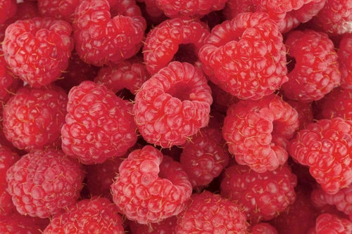 dimex raspberry Fotomural Tejido No Tejido 375x250cm 5 Tiras 929545b3 c8ae 4cf4 982f a82ed3f9482e | Yourdecoration.es