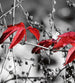 dimex red leaves on black Fotomural Tejido No Tejido 225x250cm 3 Tiras 518f0c61 80fe 4b13 bce8 a9a9e95f1294 | Yourdecoration.es