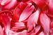 dimex red petals Fotomural Tejido No Tejido 375x250cm 5 Tiras fc1f8226 8410 4b01 bc4a 2f5a2d003ba6 | Yourdecoration.es