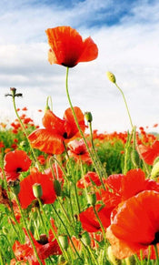 dimex red poppies Fotomural Tejido No Tejido 150x250cm 2 Tiras 0dab38b9 0b87 4e2e b051 353e314816af | Yourdecoration.es