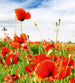 dimex red poppies Fotomural Tejido No Tejido 225x250cm 3 Tiras 3c506498 a9b4 4030 a7f2 e357d8d73bdb | Yourdecoration.es