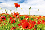 dimex red poppies Fotomural Tejido No Tejido 375x250cm 5 Tiras 4af77e99 6d20 4c1f b632 f33218600d1d | Yourdecoration.es