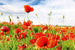 dimex red poppies Fotomural Tejido No Tejido 375x250cm 5 Tiras 4af77e99 6d20 4c1f b632 f33218600d1d | Yourdecoration.es