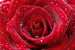 dimex red rose Fotomural Tejido No Tejido 375x250cm 5 Tiras cee54de5 1406 4a7d 9dc0 c1df272f788e | Yourdecoration.es