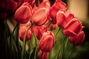 dimex red tulips Fotomural Tejido No Tejido 375x250cm 5 Tiras c61bb893 b01c 49ea a4e9 deaf0ba886ce | Yourdecoration.es