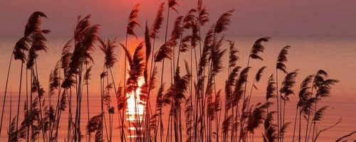 dimex reed on lake Fotomural Tejido No Tejido 375x150cm 5 Tiras 2c8d4844 6c30 439d aed2 f2172a5fb23f | Yourdecoration.es